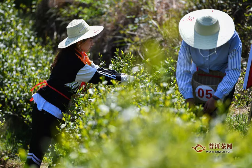 春茶采摘季“双手采茶”让贵州茶农增收茶业增效