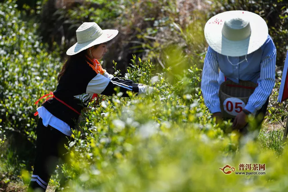 春茶采摘季“雙手采茶”讓貴州茶農(nóng)增收茶業(yè)增效