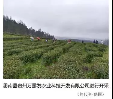 2020年贵州春茶开采进行时