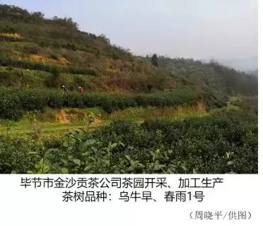2020年贵州春茶开采进行时