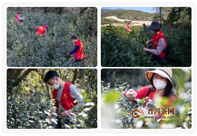 永嘉4.6万亩乌牛早茶开采，采茶工紧缺！