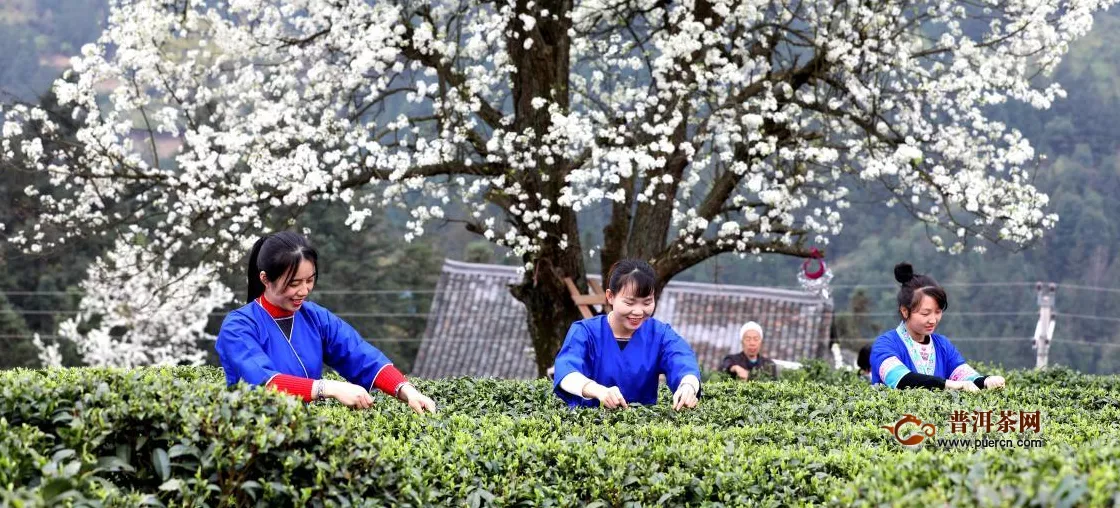 广西三江：梨花树下采春茶
