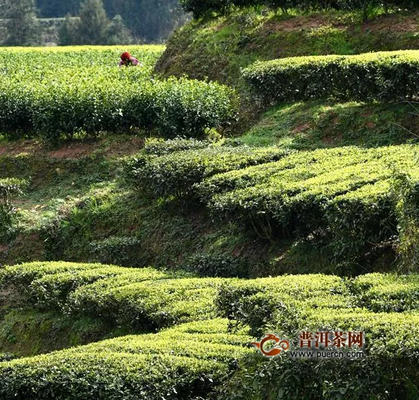 茶叶很重要!湖北将茶叶纳入重要生活物资享受绿色通道