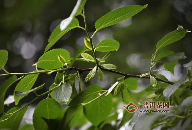 杜仲芽茶的功效與作用