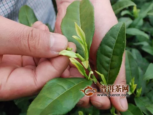 蒙頂石花茶是什么綠茶