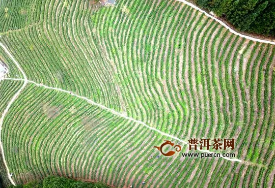 贵州雷山：16万亩茶园开采忙