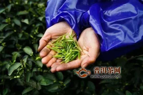 早春綠茶采摘期在什么時(shí)候