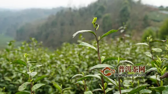 保障茶农收益、促进茶企转型升级 宜宾出台5条政策措施支持茶产业发展