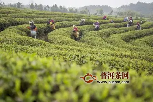 2020年春茶待采，白茶行业如何应对疫情带来的变故