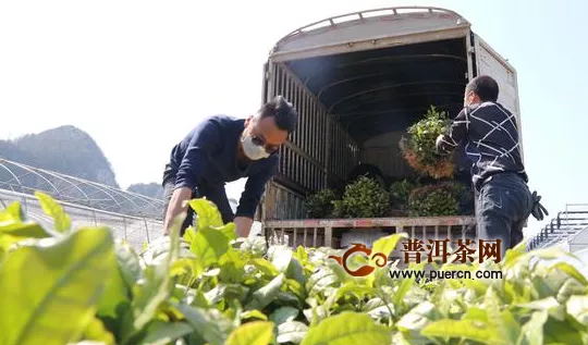 贵州毕节七星关区：33万亩茶叶“钱”途无忧