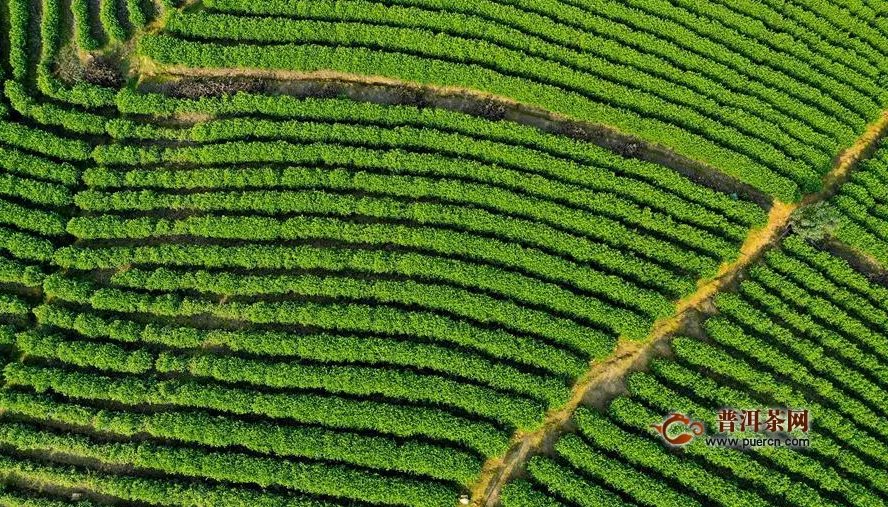 印江：21.74万亩投产茶园陆续开采 预计产值达20亿元
