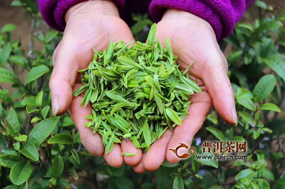 2019年陕西省茶叶出口稳定增长