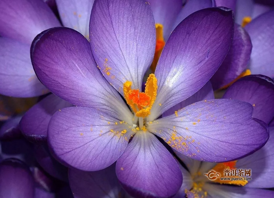 藏紅花泡茶的功效