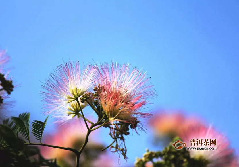 合歡花茶的功效與禁忌