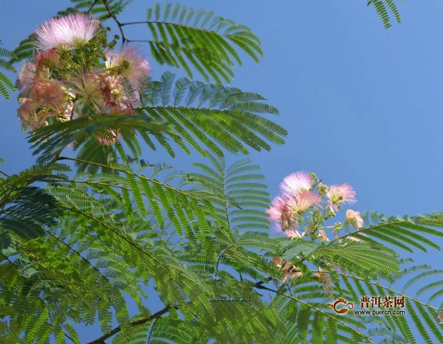 合歡花泡水一天喝幾次