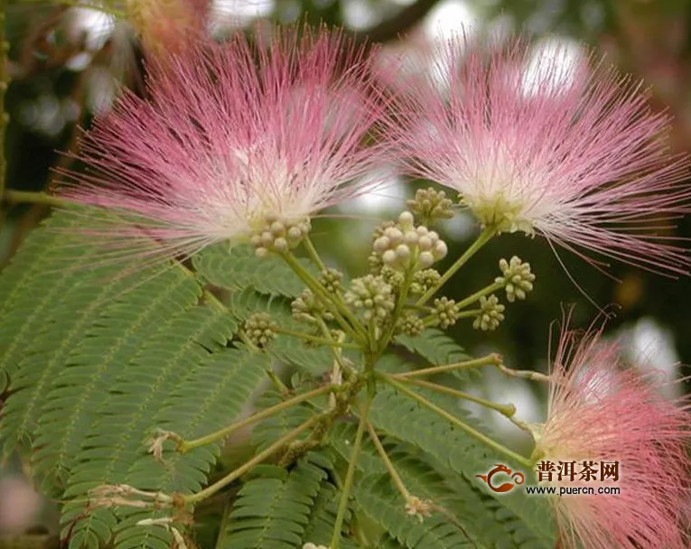 合歡花泡水一天喝幾次