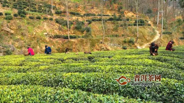 湖北山区茶园开摘保增收 茶企承诺不压价不欠款