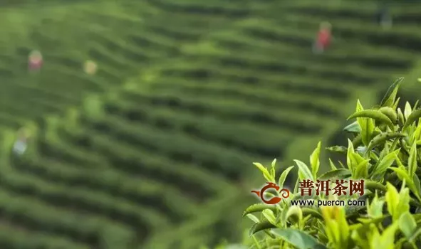 松阳县打通“三关”促进茶产业复工复产