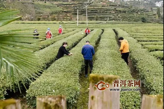 五峰春茶开园抢“鲜”上市，防疫生产两不误！