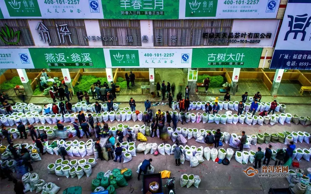 第九届福鼎白茶开茶节将于3月29日在点头镇大坪村开幕