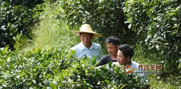 我们做茶人要有良心—中国茶叶行业终身成就奖获得者戎加升