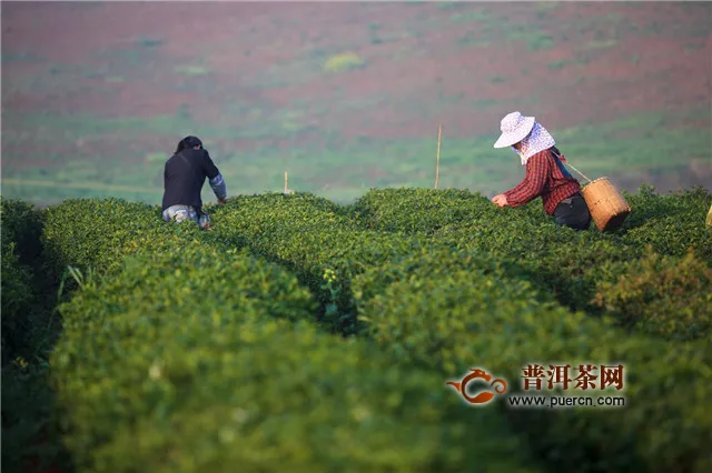 河南信陽(yáng)毛尖正宗產(chǎn)地