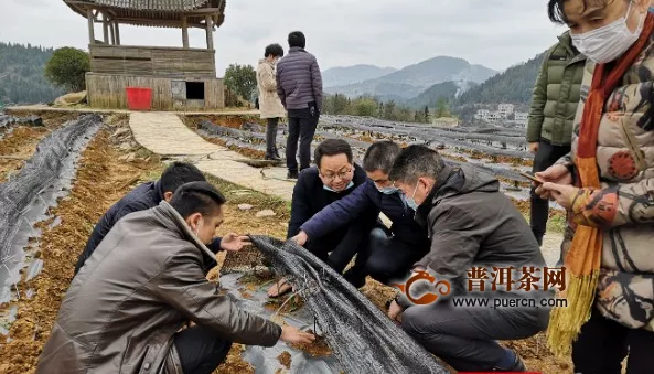 湖南省农科院茶叶所专家赴吉首调研指导春季新茶生产 
