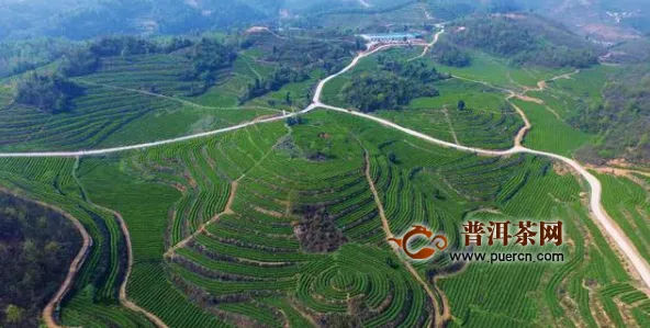 贵州晴隆农商银行金融普惠：助茶产业欣欣向荣发展 