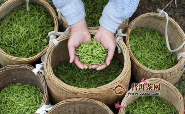 安徽霍山：茶企业复工复产