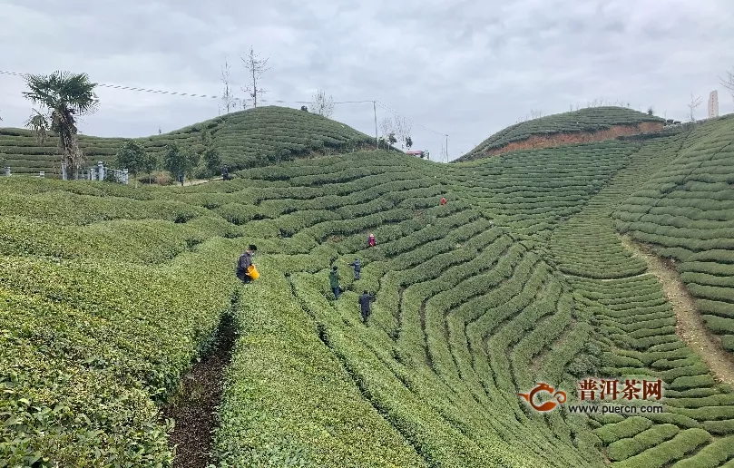 湖北鶴峰13家茶企復(fù)工復(fù)產(chǎn)