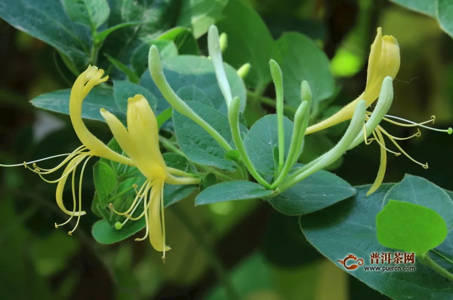 什么牌子的金銀花茶好