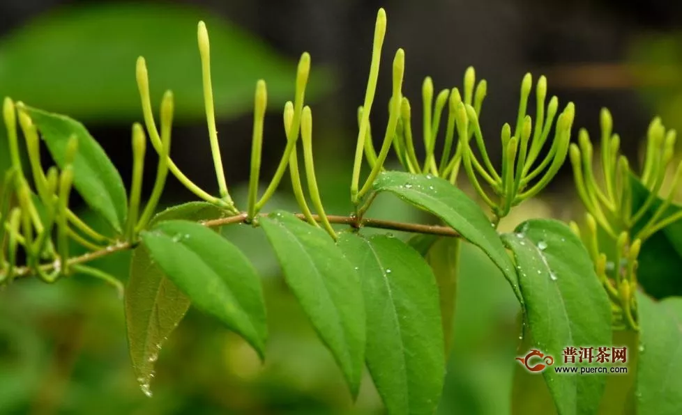 金銀花茶哪種好