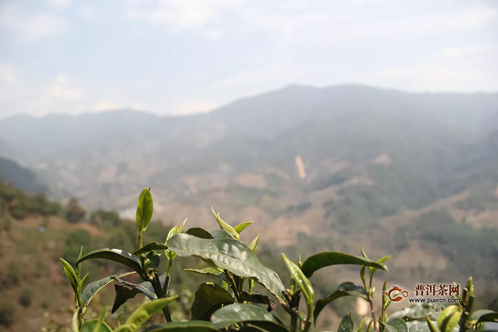 云南最全茶山汇总，要找的普洱茶山头大全都在这里了！