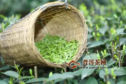 常见绿茶的采摘时间季节