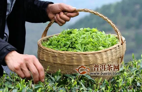常见绿茶的采摘时间季节