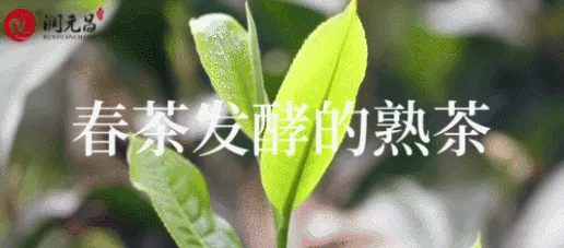 潤元昌解惑茶鋪：如何辨別茶葉受潮？受潮后怎么處理？