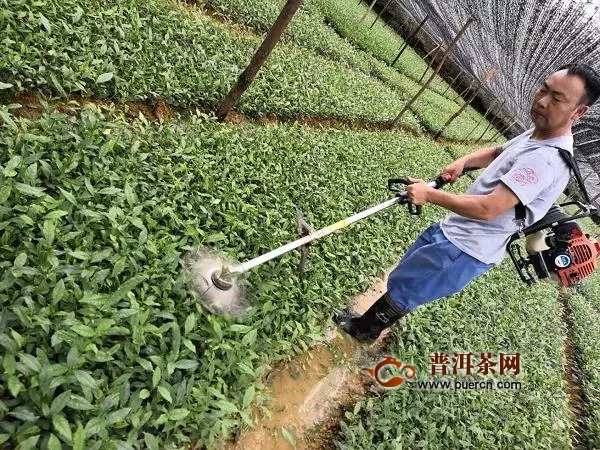 茶树苗圃管理技术要点