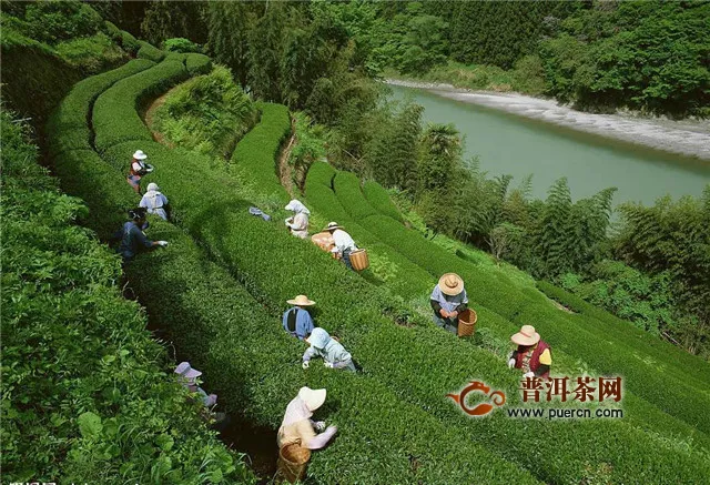 信阳毛尖茶好不好？是江北茶区最负盛名的绿茶