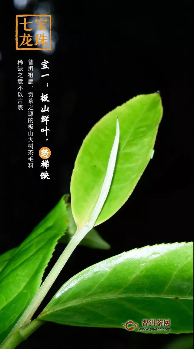 普秀产品回顾⑨七宝龙珠：10年陈韵！茶气，人气，江湖气，一气“喝”成！
