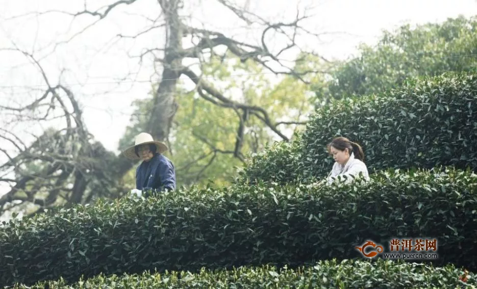 杭州头茬西湖龙井悄然开采 茶乡茶香始飘香