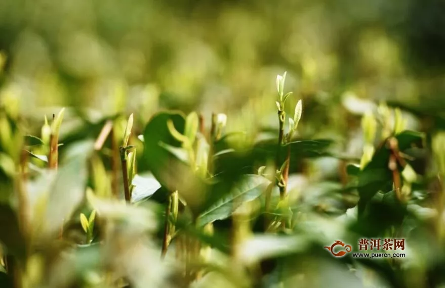 丰顺县春茶采摘 - 茶叶资讯 - 普洱茶网,www.puercn.com