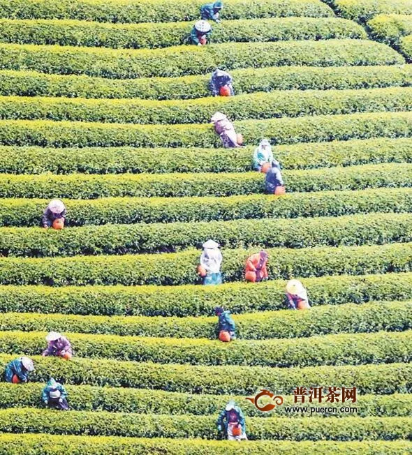 武义县喜摘新茶 - 茶叶资讯 - 普洱茶网,www.puercn.com