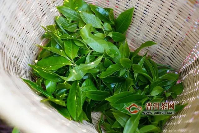 吉普號普洱茶山黑話170：春茶價格大跌？疫情之下，茶行業(yè)如何突圍？