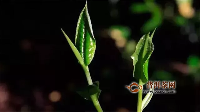 碧螺春是什么香氣？花果香