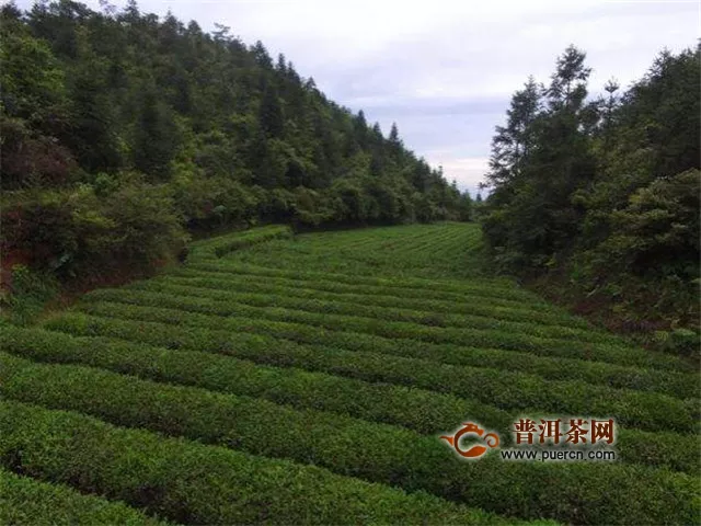 湖南桂东：14.6万亩春茶开采 - 茶叶资讯 - 普洱茶网,www.puercn.com