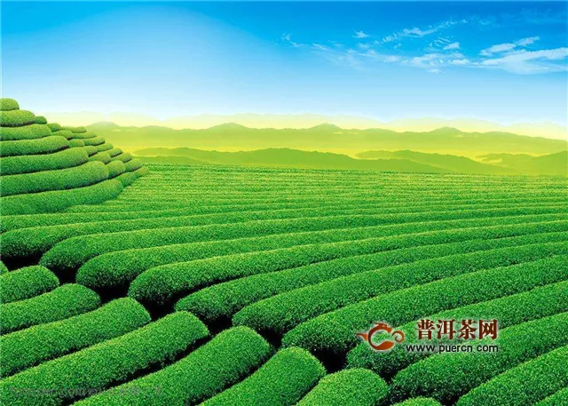 绿茶什么季节出