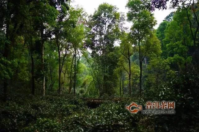 洪普號(hào)潮茶舍:如何確保你買到的普洱茶不是披著古樹(shù)皮的臺(tái)地茶？