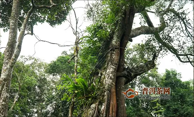 洪普號潮茶舍:如何確保你買到的普洱茶不是披著古樹皮的臺地茶？