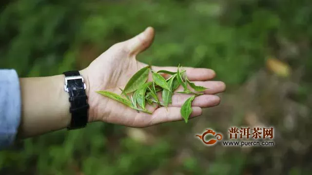 洪普號(hào)潮茶舍:如何確保你買(mǎi)到的普洱茶不是披著古樹(shù)皮的臺(tái)地茶？