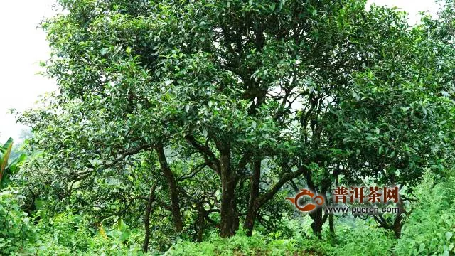 洪普號(hào)潮茶舍:如何確保你買到的普洱茶不是披著古樹(shù)皮的臺(tái)地茶？